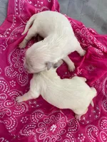 English Cream golden retriever female, a female Golden Retriever and English Cream Golden Retriever for sale in Modesto, CA – Photo 3 of 6