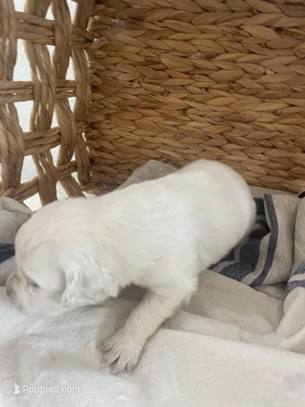 English Cream golden retriever female – Golden Retriever, English Cream Golden Retriever puppy for sale in Modesto, CA