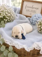 English Cream golden retriever puppy , a male Golden Retriever and English Cream Golden Retriever for sale in Modesto, CA – 1 of 4