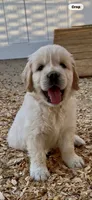 Golden retriever puppy x light golden male, a male Golden Retriever and English Cream Golden Retriever for sale in Modesto, CA – 6 of 10
