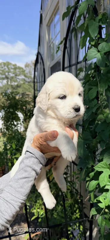 AKC golden retriever puppy male  – Golden Retriever, English Cream Golden Retriever puppy for sale in Modesto, CA