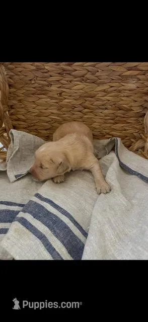 AKC golden retriever puppy male – Golden Retriever, English Cream Golden Retriever puppy for sale in Modesto, CA