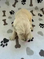 AKC golden retriever puppy female, a female Golden Retriever and English Cream Golden Retriever for sale in Modesto, CA – Photo 4 of 5