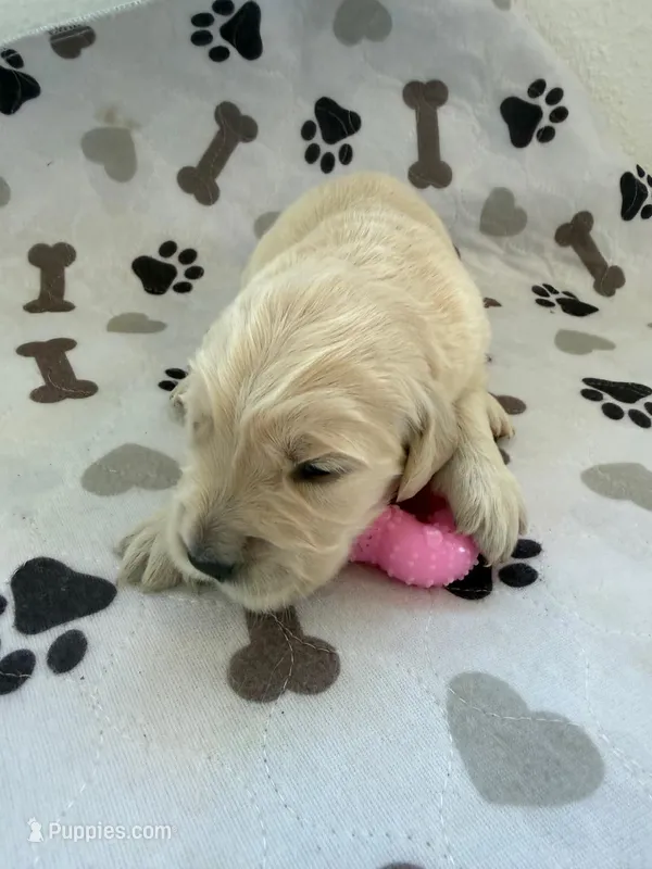 AKC golden retriever puppy female – Golden Retriever, English Cream Golden Retriever puppy for sale in Modesto, CA