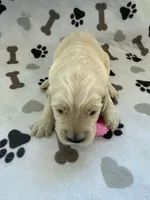 AKC golden retriever puppy female, a female Golden Retriever and English Cream Golden Retriever for sale in Modesto, CA – Photo 2 of 5