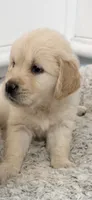 AKC  golden retriever puppy light golden female, a female Golden Retriever and English Cream Golden Retriever for sale in Modesto, CA – 1 of 4