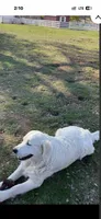 Golden retriever English Cream Christmas litter, a  Golden Retriever and English Cream Golden Retriever for sale in Modesto, CA – 4 of 6