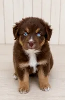 Australian shepherd red tri female, a female Australian Shepherd for sale in Modesto, CA – 6 of 6