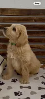 Goldendoodle green collar male   puppy.  , a male Goldendoodle and Golden Retriever for sale in Merced, CA – Photo 7 of 7