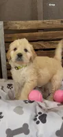 Goldendoodle female F1, a female Goldendoodle and Golden Retriever for sale in Manteca, CA – Photo 2 of 6