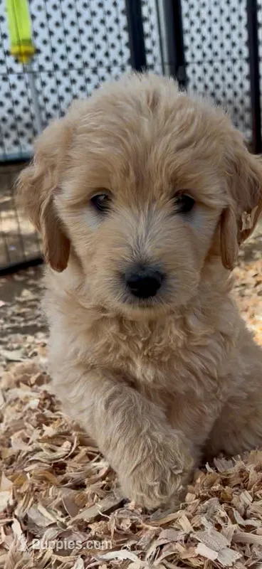 Goldendoodle female F1