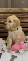 Goldendoodle female F1, a female Goldendoodle and Golden Retriever for sale in Manteca, CA – Photo 3 of 6