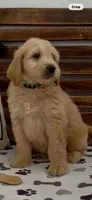 Goldendoodle green collar male   puppy.  , a male Goldendoodle and Golden Retriever for sale in Merced, CA – Photo 4 of 7