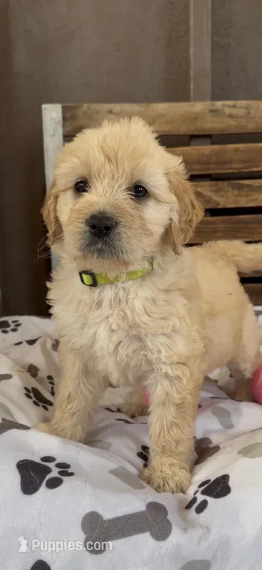 Goldendoodle female F1