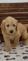 Goldendoodle green collar male   puppy.  , a male Goldendoodle and Golden Retriever for sale in Merced, CA – Photo 1 of 7