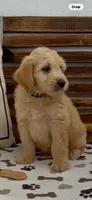 Goldendoodle green collar male   puppy.  , a male Goldendoodle and Golden Retriever for sale in Merced, CA – Photo 2 of 7