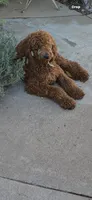 Goldendoodle female F1, a female Goldendoodle and Golden Retriever for sale in Manteca, CA – Photo 5 of 6