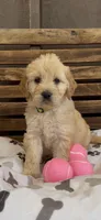 Goldendoodle female F1, a female Goldendoodle and Golden Retriever for sale in Manteca, CA – Photo 6 of 6