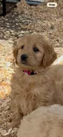 Goldendoodle puppy.  female , a female Goldendoodle and Golden Retriever for sale in Merced, CA – Photo 2 of 4