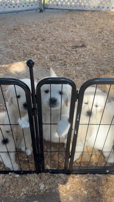 AKC English cream  golden retriever puppy, a female Golden Retriever and English Cream Golden Retriever for sale in Modesto, CA – 6 of 7