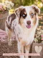 AKC Australian shepherd red Merle female, a female Australian Shepherd for sale in Modesto, CA – 3 of 5