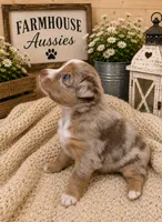 AKC Australian shepherd red Merle , a female Australian Shepherd for sale in Modesto, CA – 3 of 6