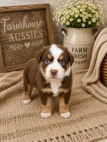 AKC Australian shepherd red tri , a male Australian Shepherd for sale in Modesto, CA – 1 of 7