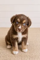 Australian shepherd red tri female, a female Australian Shepherd for sale in Modesto, CA – 4 of 6