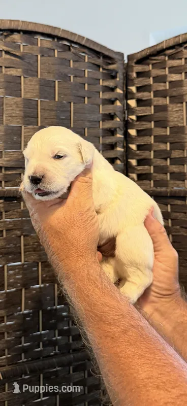 AKC Golden retriever English Cream female – Golden Retriever, English Cream Golden Retriever puppy for sale in Modesto, CA