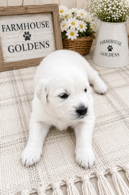 AKC English Cream golden retriever puppy male – Golden Retriever, English Cream Golden Retriever puppy for sale in Modesto, CA