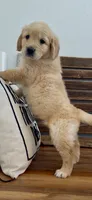 Golden retriever puppy light golden male, a male Golden Retriever and English Cream Golden Retriever for sale in Modesto, CA – 3 of 9