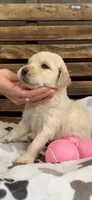 Light golden female AKC, a female Golden Retriever and English Cream Golden Retriever for sale in Manteca, CA – Photo 2 of 3