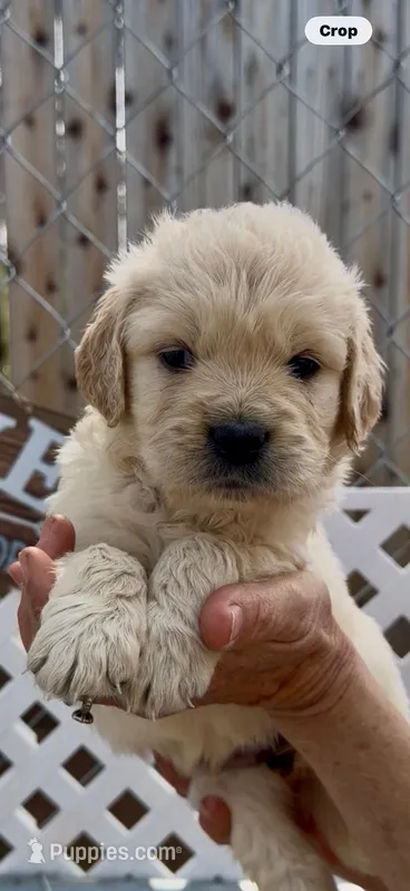 AKC golden retriever female 