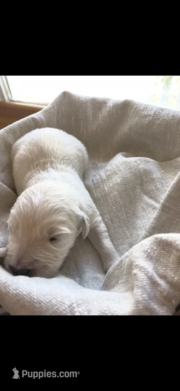 English Cream female 2