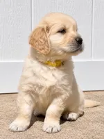 AKC Golden Retriever Golden retriever male, a male Golden Retriever and English Cream Golden Retriever for sale in Modesto, CA – 4 of 7