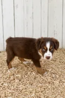 Australian shepherd red tri female , a female Australian Shepherd for sale in Modesto, CA – 5 of 7