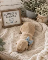 Golden Retriever light golden puppy, a female Golden Retriever for sale in Modesto, CA – 9 of 9