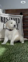 English Cream golden retriever male, a male Golden Retriever and English Cream Golden Retriever for sale in Modesto, CA – Photo 4 of 7