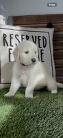 English Cream golden retriever male, a male Golden Retriever and English Cream Golden Retriever for sale in Modesto, CA – Photo 5 of 7