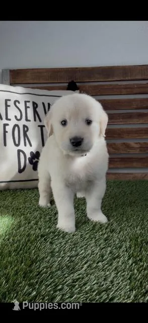 English Cream golden retriever male – Golden Retriever, English Cream Golden Retriever puppy for sale in Modesto, CA