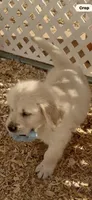 AKC  golden retriever puppy light golden female pink collar, a female Golden Retriever and English Cream Golden Retriever for sale in Modesto, CA – 3 of 9