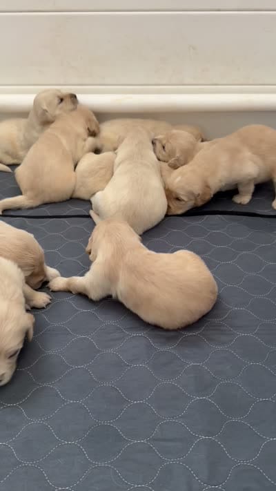 Golden retriever puppy male, a male Golden Retriever for sale in Modesto, CA – 10 of 10