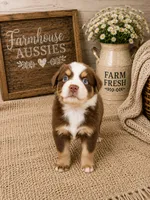 AKC Australian shepherd red tri , a male Australian Shepherd for sale in Modesto, CA – 2 of 7