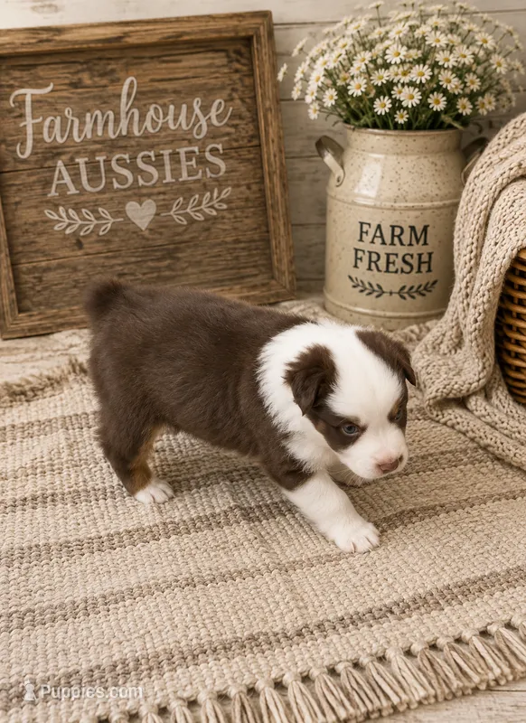 Australian shepherd red tri female  – Australian Shepherd puppy for sale in Modesto, CA