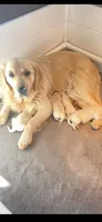 AKC golden retriever puppy male , a male Golden Retriever and English Cream Golden Retriever for sale in Modesto, CA – 5 of 5