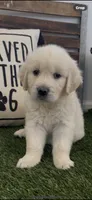 Golden retriever puppy x light golden  male, a male Golden Retriever and English Cream Golden Retriever for sale in Modesto, CA – 7 of 9