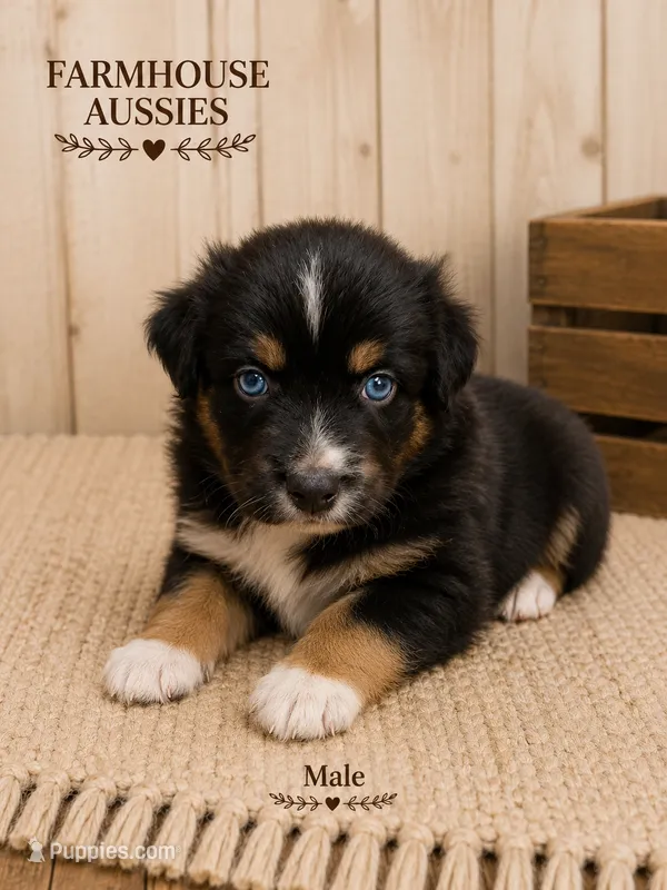 Australian shepherd black tri  – Australian Shepherd puppy for sale in Modesto, CA