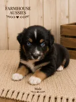 Australian shepherd black tri , a male Australian Shepherd for sale in Modesto, CA – 1 of 4