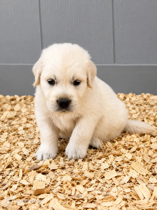 AKC golden retriever puppy male – Golden Retriever, English Cream Golden Retriever puppy for sale in Modesto, CA