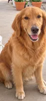 Golden retriever puppy female, a female Golden Retriever for sale in Modesto, CA – 7 of 10